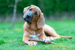 0a1617e6-2097-4e83-887a-82bc67a5d6b1-300x200